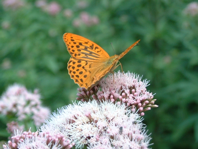 Argynnis paphia (Lepidoptera, Nymphalidae)